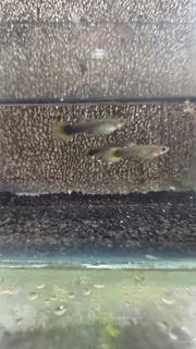 Yellow Tuxedo Guppy Trio