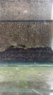 Yellow Tuxedo Guppy Trio