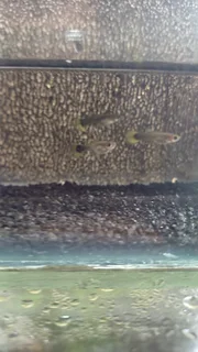 Yellow Tuxedo Guppy Trio