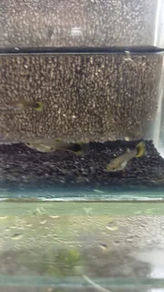 Yellow Tuxedo Guppy Trio