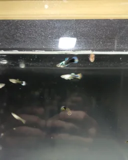 15x Fancy Guppies