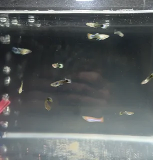 15x Fancy Guppies