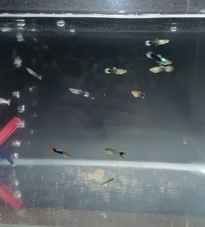 15x Fancy Guppies