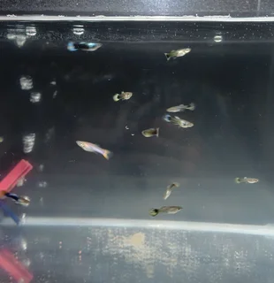 15x Fancy Guppies