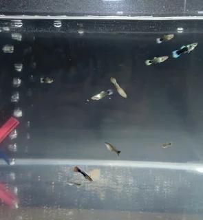 15x Fancy Guppies