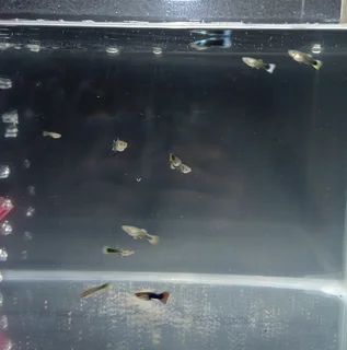 15x Fancy Guppies