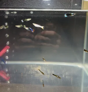 15x Fancy Guppies