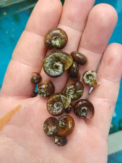 Ramshorn Snails