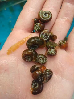 Ramshorn Snails