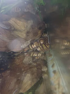 Assassin Snails