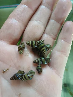 Assassin Snails