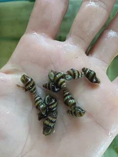 Assassin Snails