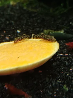 2cm Bristlenose