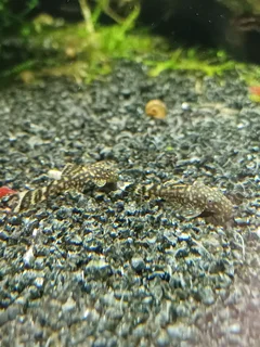 2cm Bristlenose