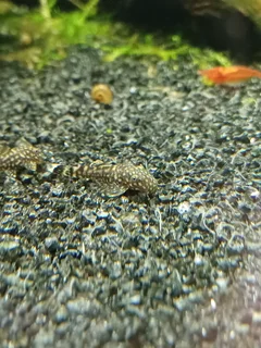 2cm Bristlenose