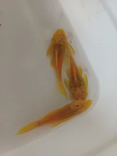 4cm Albino Bristlenose