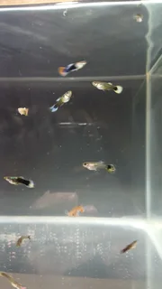 15x Fancy Guppies