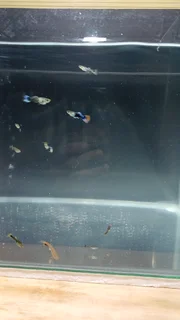 15x Fancy Guppies