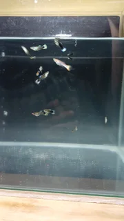 15x Fancy Guppies
