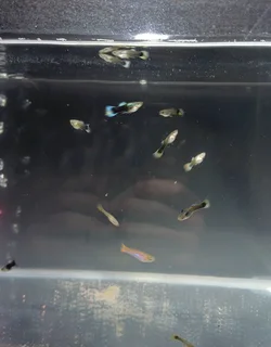 15x Fancy Guppies