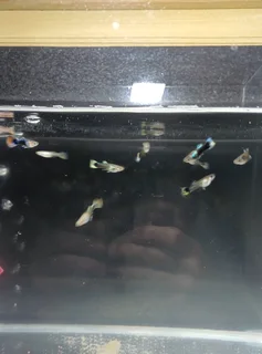 15x Fancy Guppies
