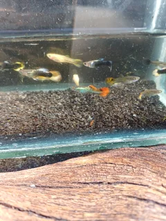 Fancy Guppies
