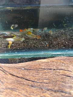 Fancy Guppies