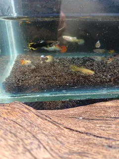 Fancy Guppies