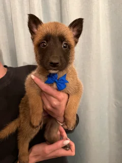 Belgian Malinois puppies