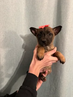 Belgian Malinois puppies