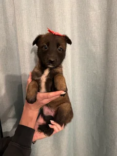 Belgian Malinois puppies