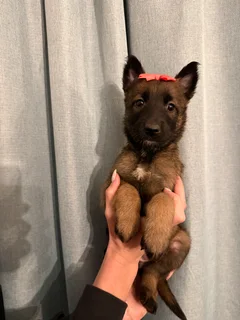 Belgian Malinois puppies