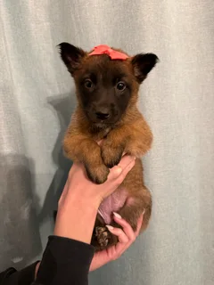 Belgian Malinois puppies