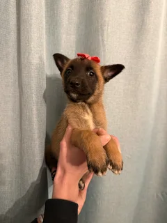 Belgian Malinois puppies