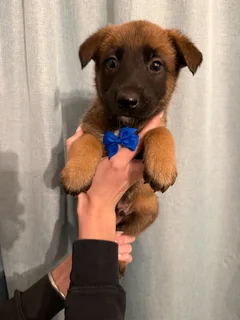 Belgian Malinois puppies