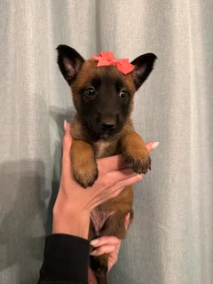 Belgian Malinois puppies