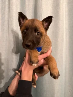 Belgian Malinois puppies