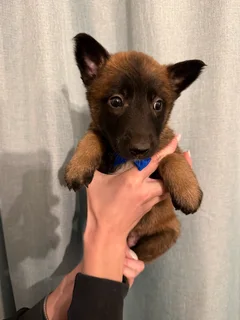 Belgian Malinois puppies