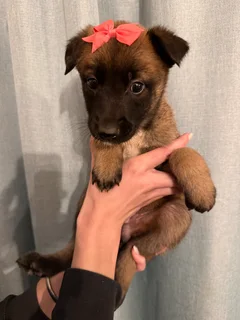 Belgian Malinois puppies