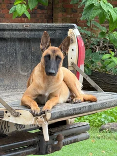 Belgian Malinois puppies