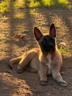 Belgian Malinois pu