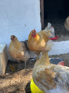 orpington chickens