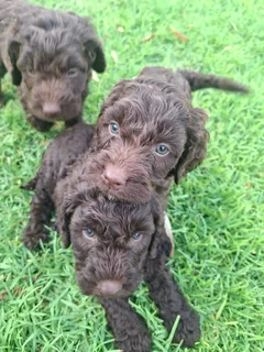 Beautiful Springer-doodle doodle puppies