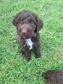 Beautiful Springer-doodle doodle puppies