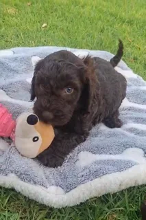 Beautiful Springer-doodle doodle puppies