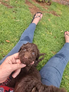 Beautiful Springer-doodle doodle puppies