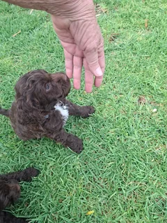 Beautiful Springer-doodle doodle puppies