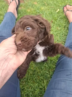 Beautiful Springer-doodle doodle puppies
