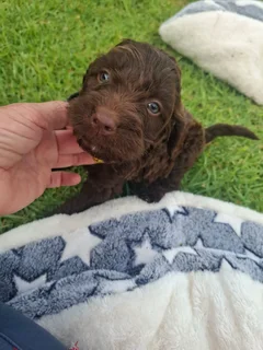 Beautiful Springer-doodle doodle puppies