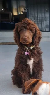 Beautiful Springer-doodle doodle puppies